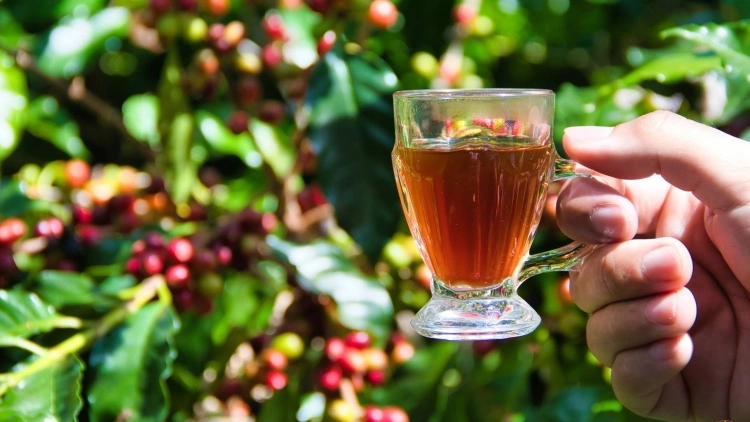Esp&iacute;rito Santo do Pinhal e Andradas: Caf&eacute; e Vinho na Montanha